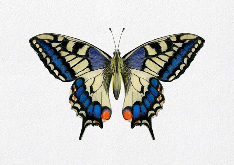 Махаон (бабочка)