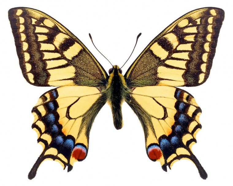 Бабочка Махаон (Papilio Machaon)