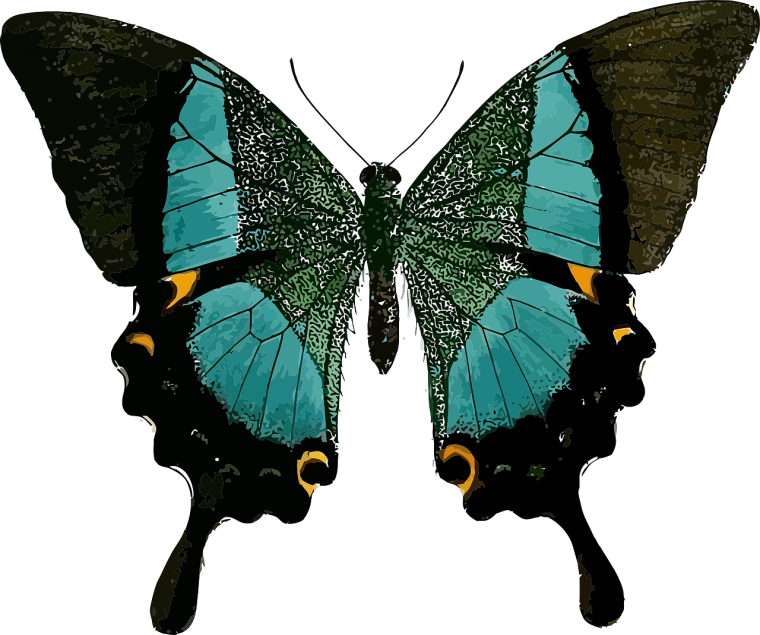 Парусник Парис бабочка