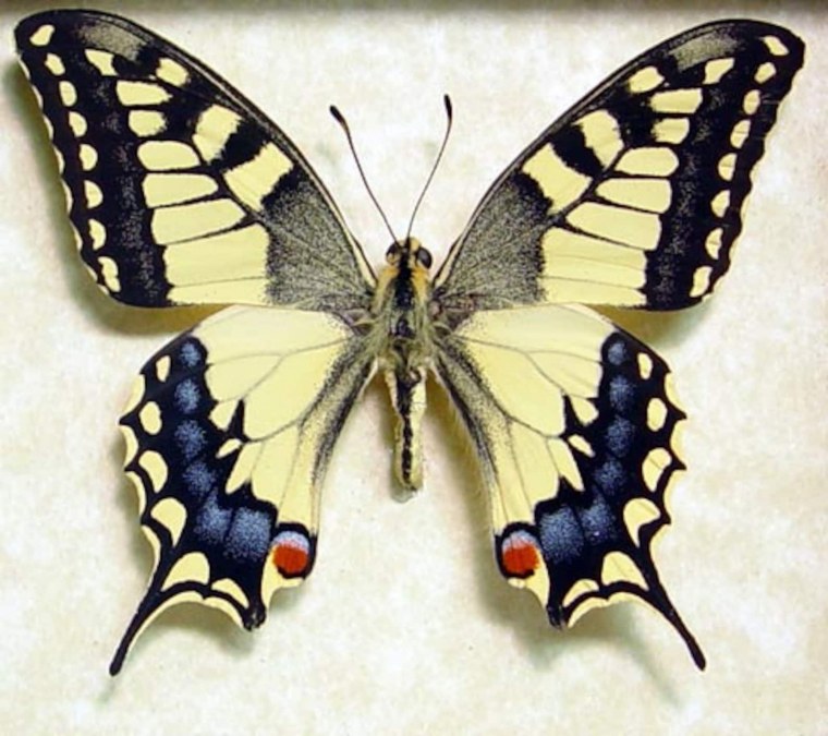 Шаблон бабочки Махаон