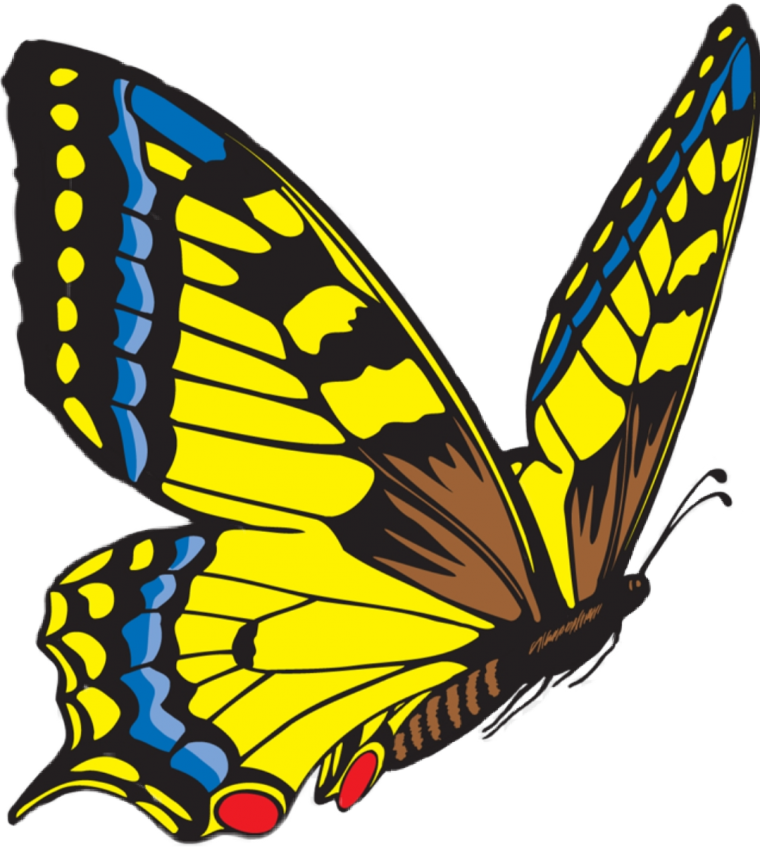 Бабочка Махаон вектор