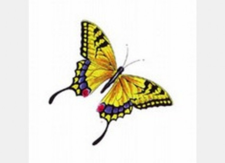 Ласточкин хвост бабочка на белом фоне