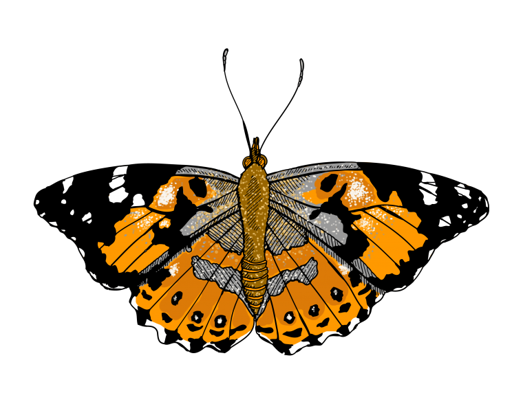 Бабочка в паинте