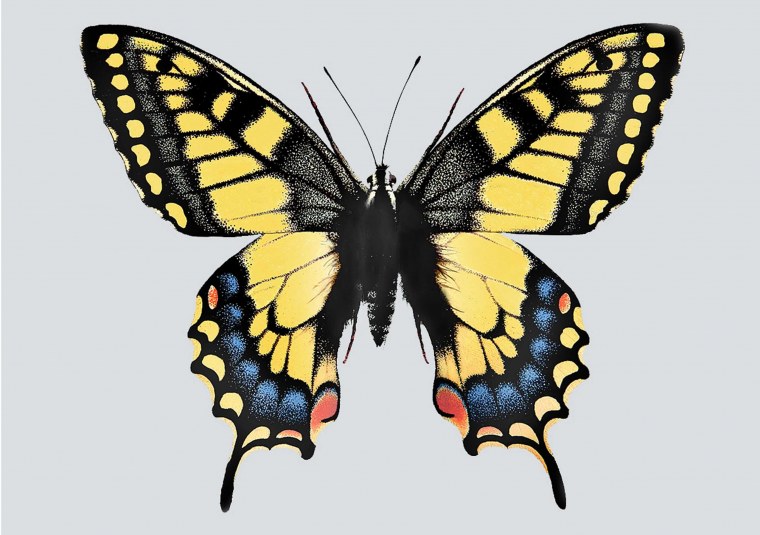 Papilio Gigon