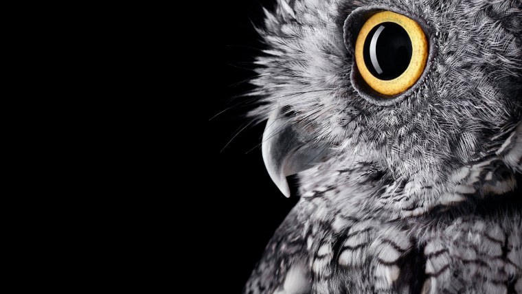 Сова на темном фоне