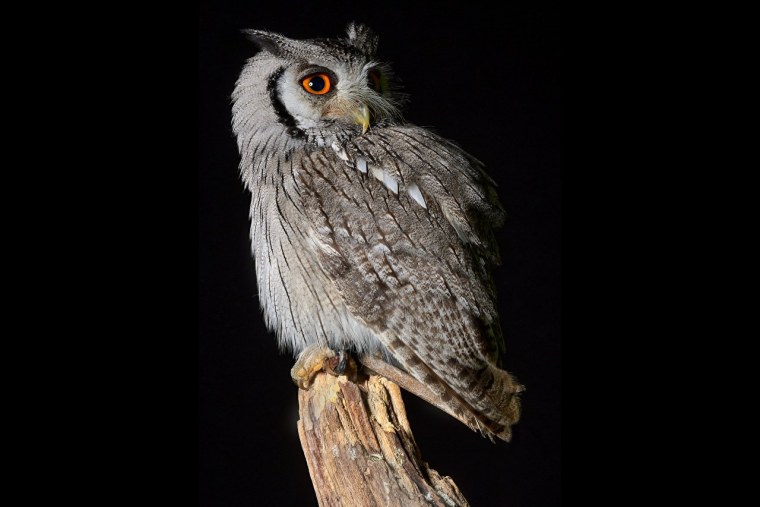 Филин на черном фоне
