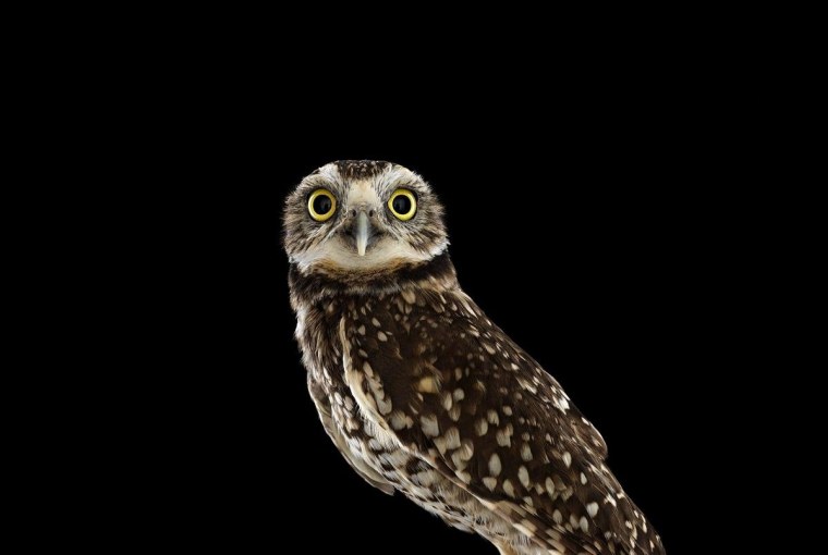 Сова на темном фоне