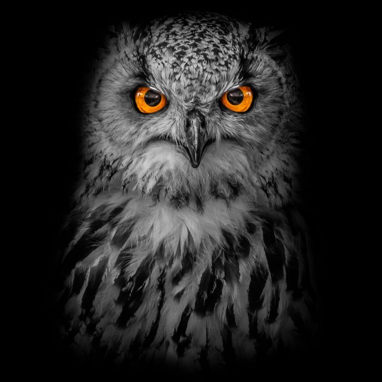Сова с желтыми глазами