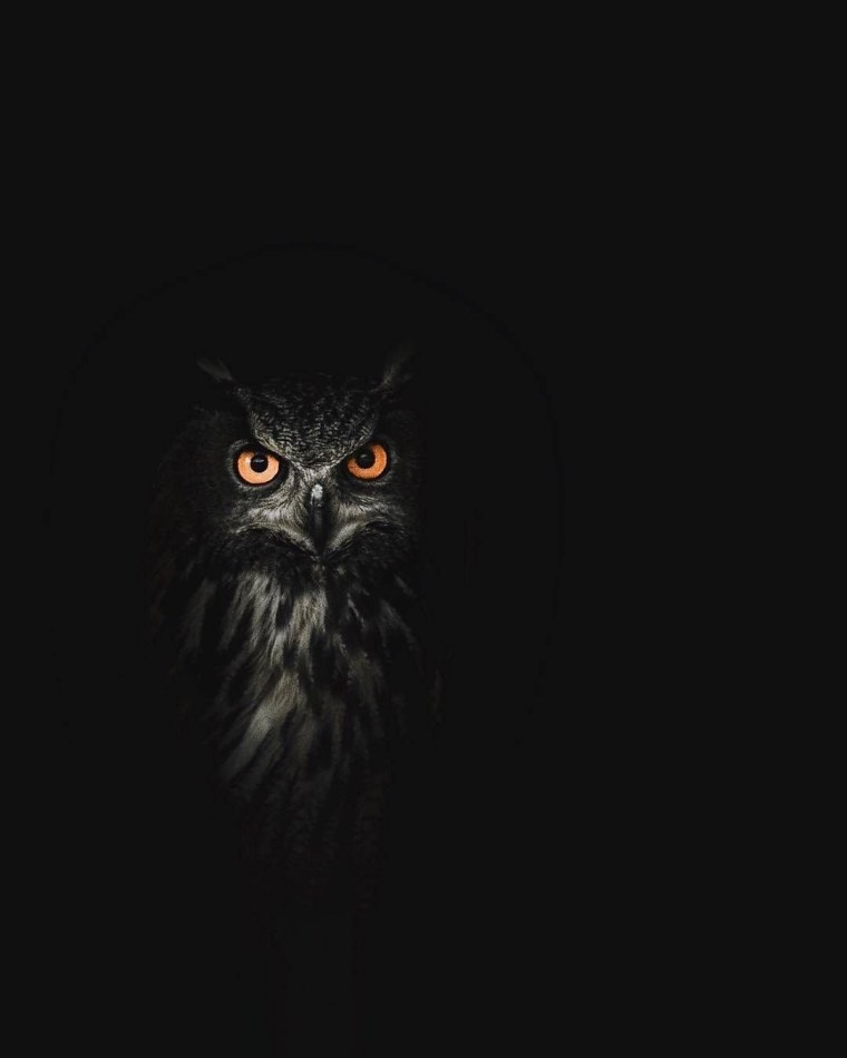 Сова на темном фоне