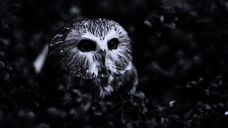 Обои на телефон Сова