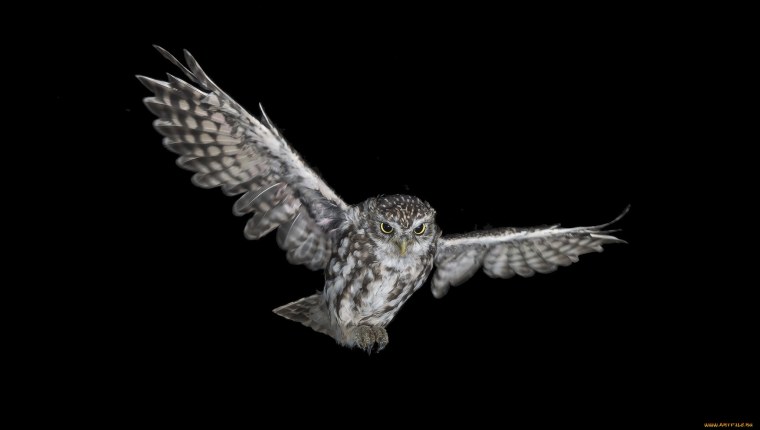 Белый Филин на черном фоне