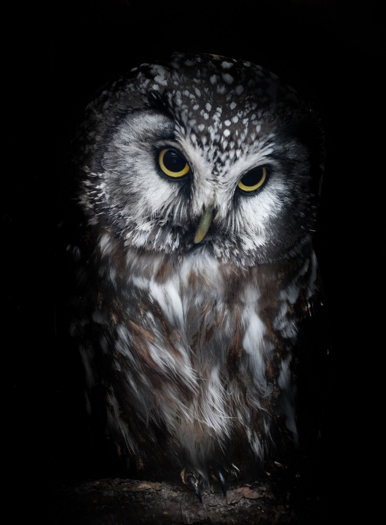 Тёмные Совы