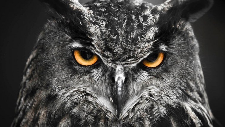 Черный Филин