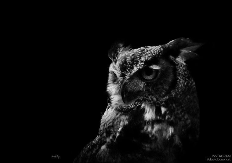 Филин мрачный