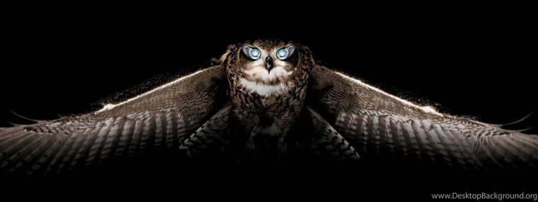 Совиные глаза в темноте