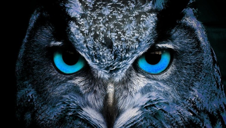 Голубоглазая Сова