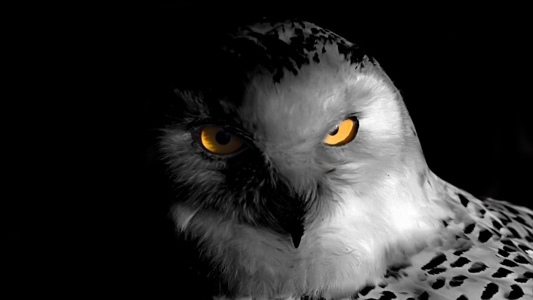 Сова в темноте