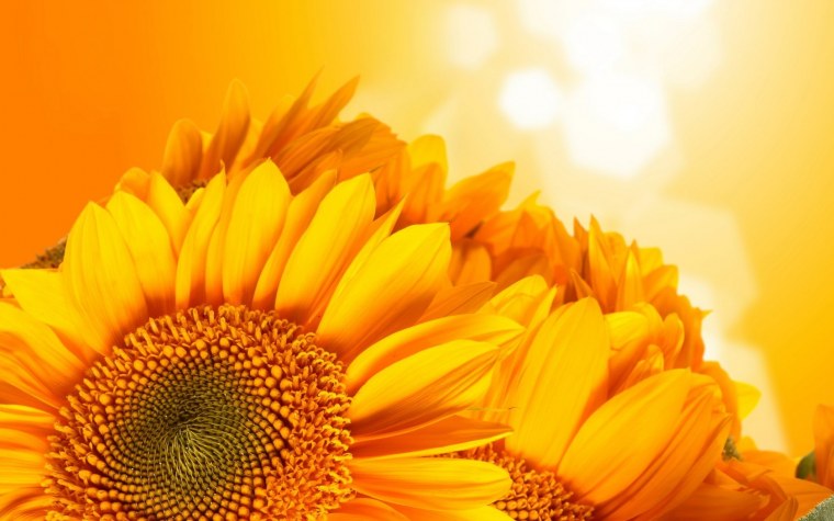 Поле из подсолнухов