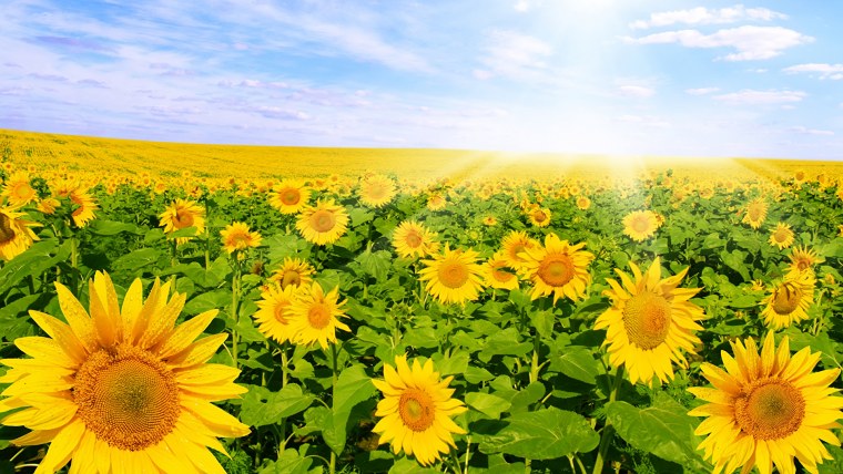 Красивое поле подсолнухов