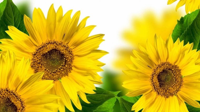 Баннер с подсолнухами