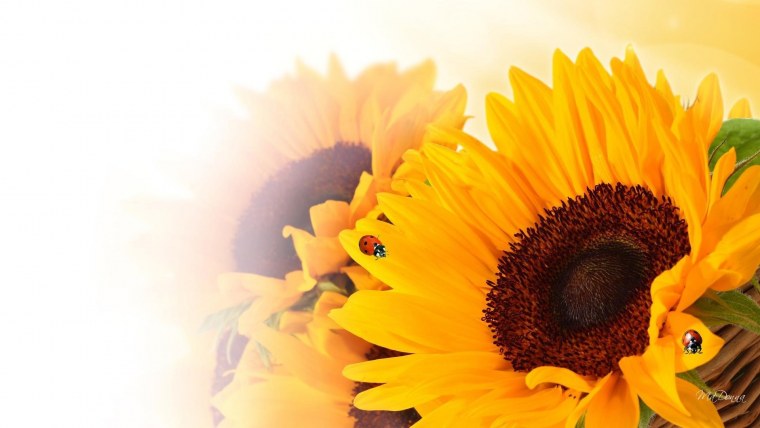 Красивый фон с подсолнухами