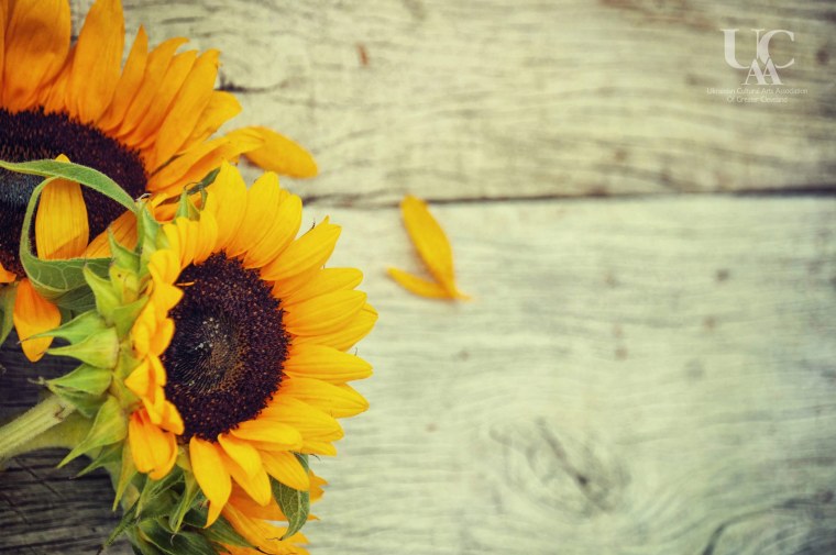 Баннер с подсолнухами