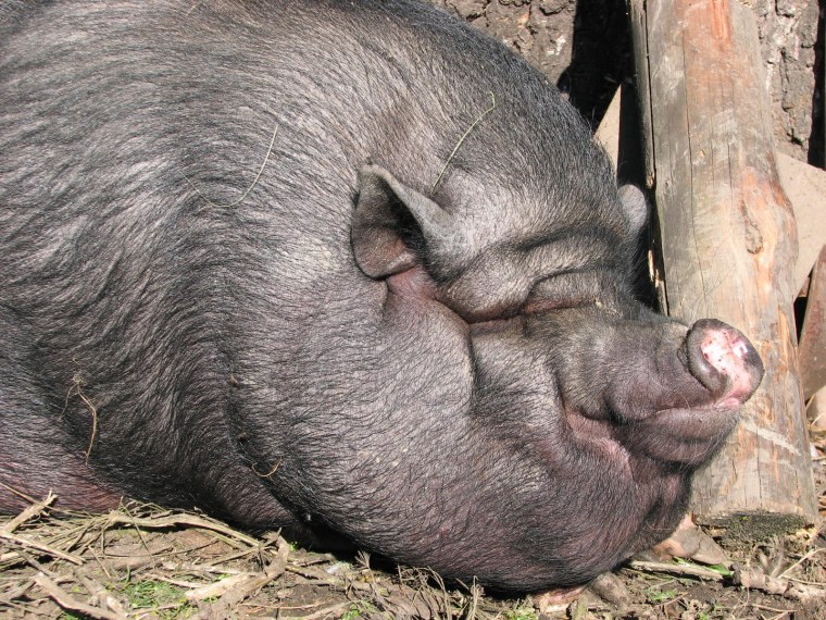 Свинью вьетнамского вислобрюхого хряка