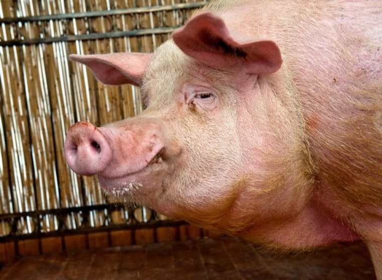 Свинья хряк поросенок кабан