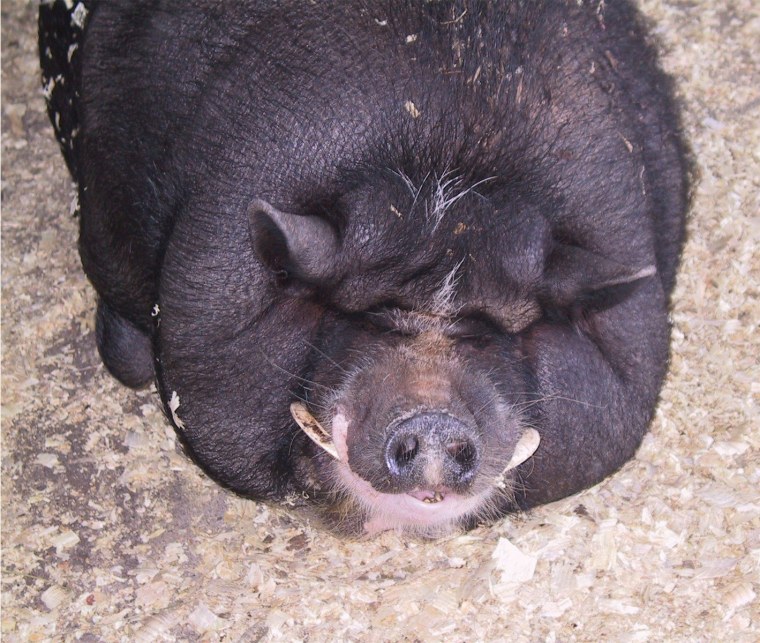 Большая свинья