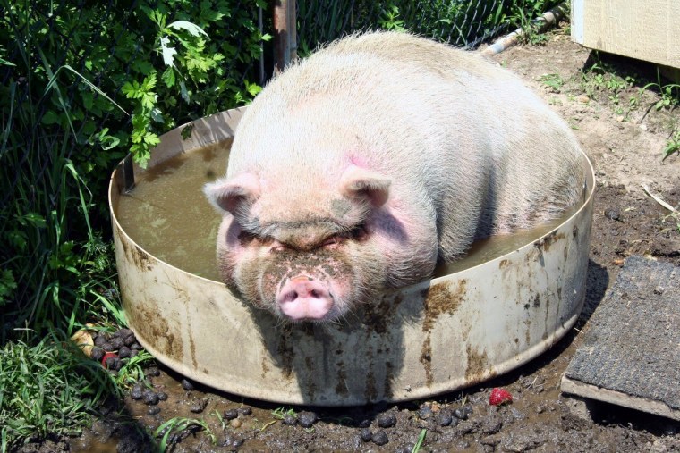 Кабан боров хряк свинья