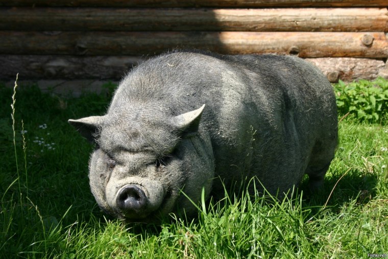 Злой поросенок