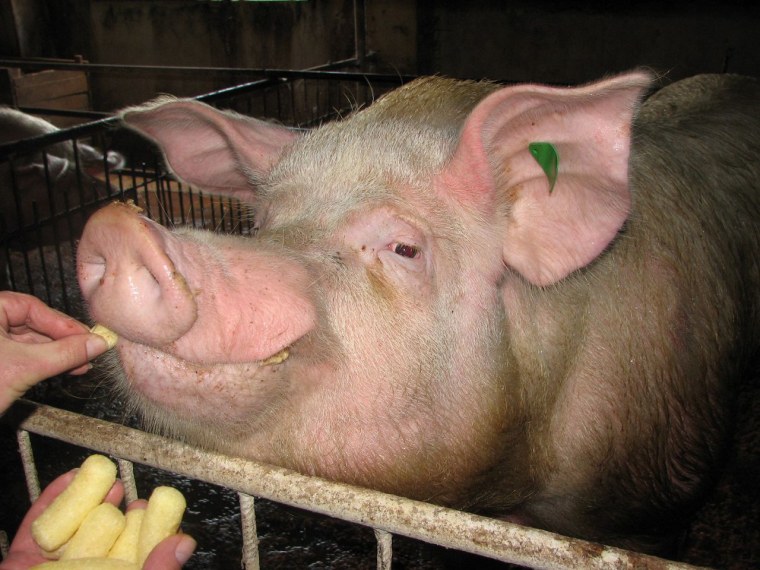 Вьетнамская вислобрюхая свинья