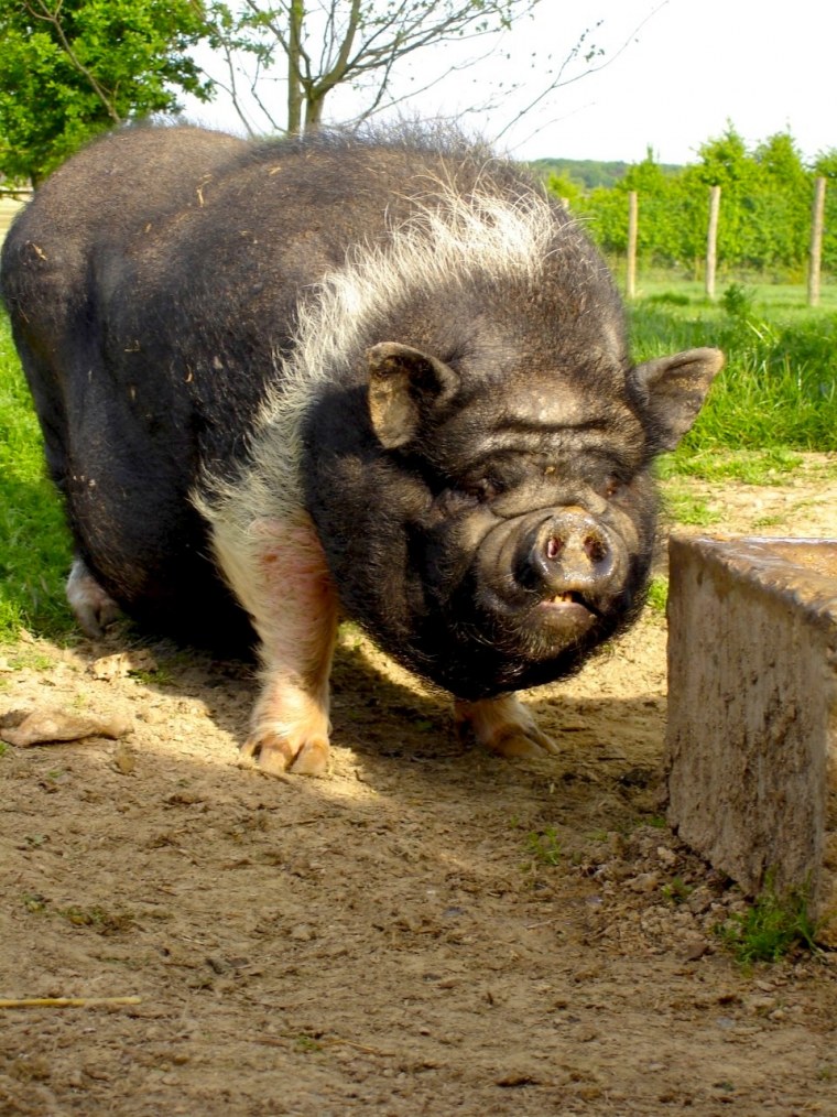 Хряк производитель