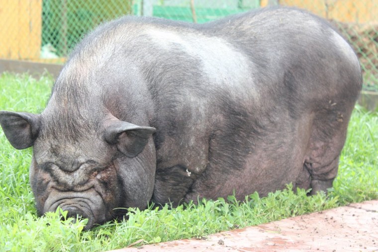 Кабан боров хряк свинья