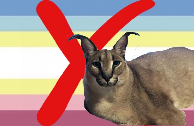 Каракаллы шлёпа