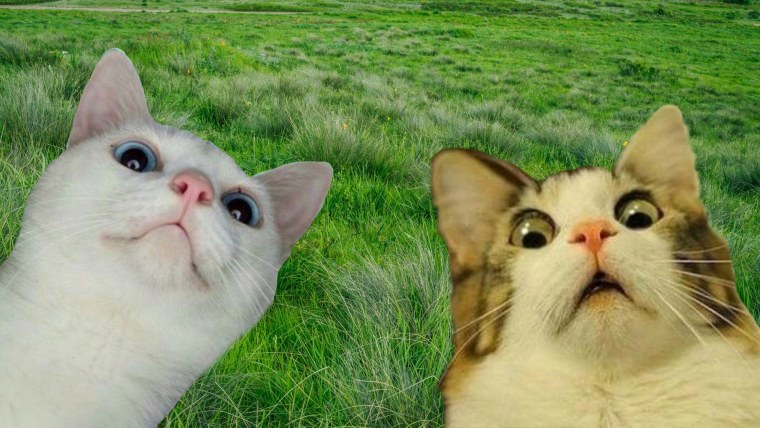 Фон для Зума смешной