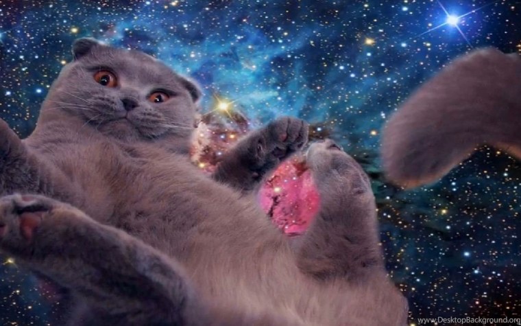 Коты в космосе на рабочий стол