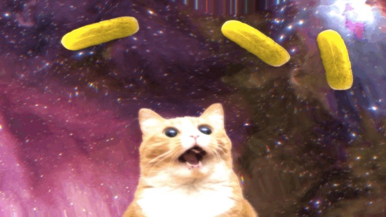 Упоротые коты