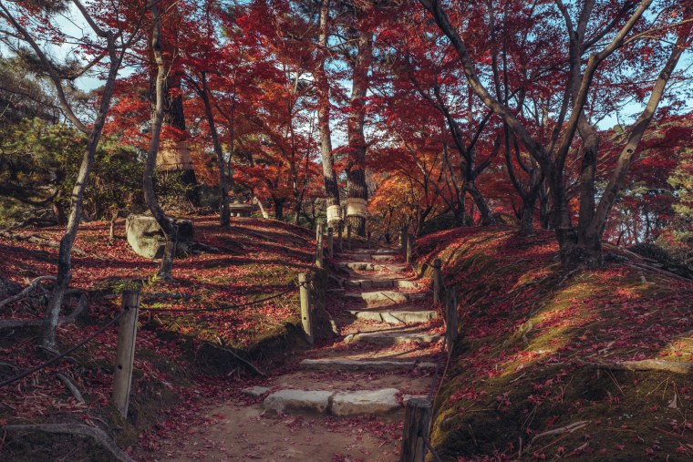 Осенний лес в Японии