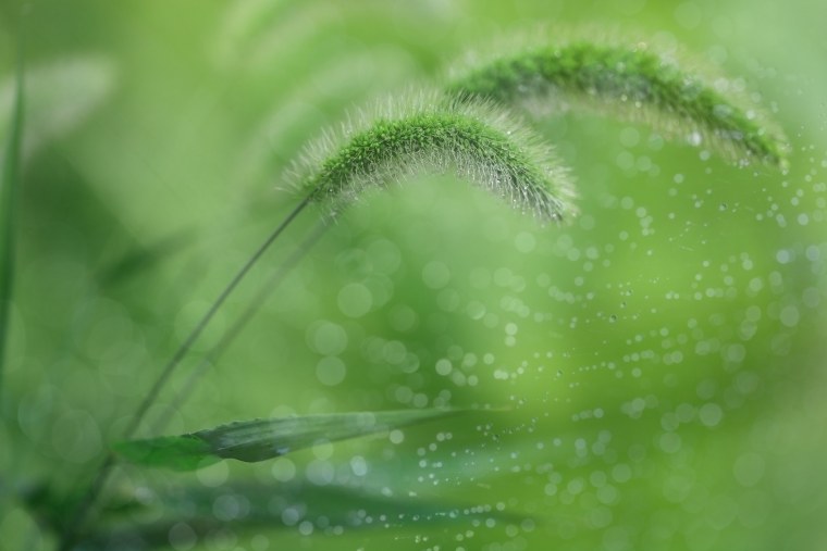 Травинка макро