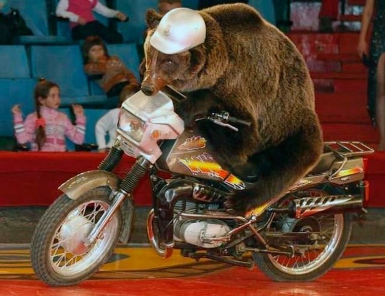 Медведь на мотоцикле