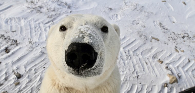 Белый медведь улыбается