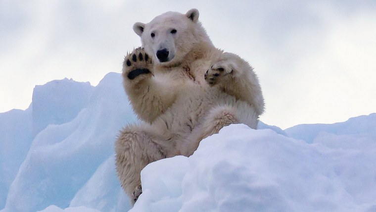 Гренландия белые медведи