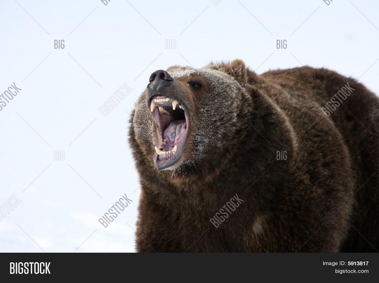 Злой медведь на задних лапах