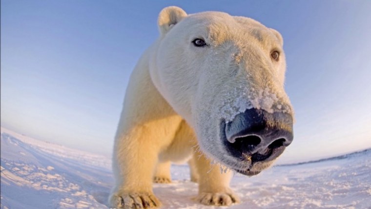 Белый медведь смешной