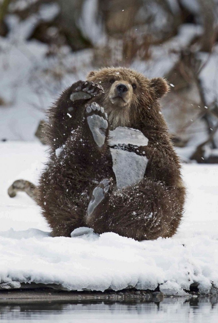 Медвежонок зимой