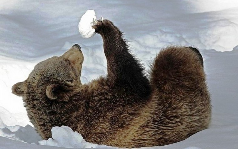 Медведь зимой