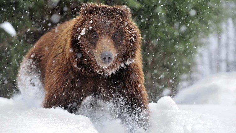 Разъяренный медведь зимой