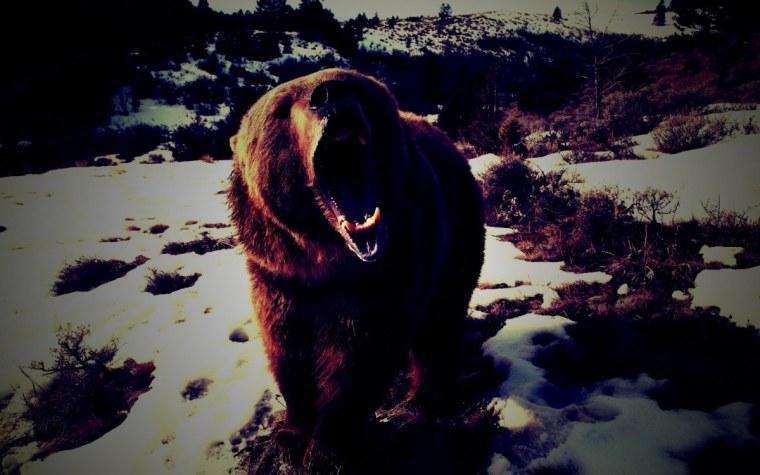 Злой медведь