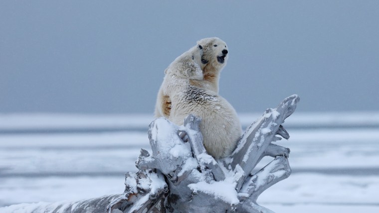 Белые медведи зима